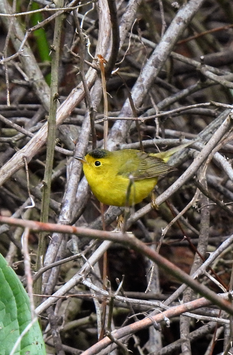 Wilson's Warbler - ML618856756