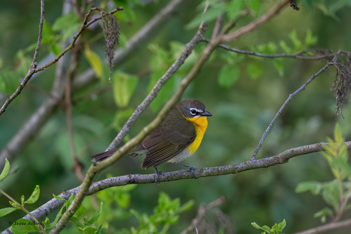 Yellow-breasted Chat - Jesse Adkins