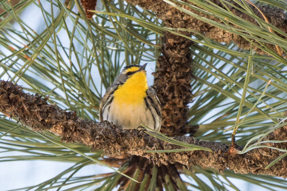 Grace's Warbler - Lori Buhlman