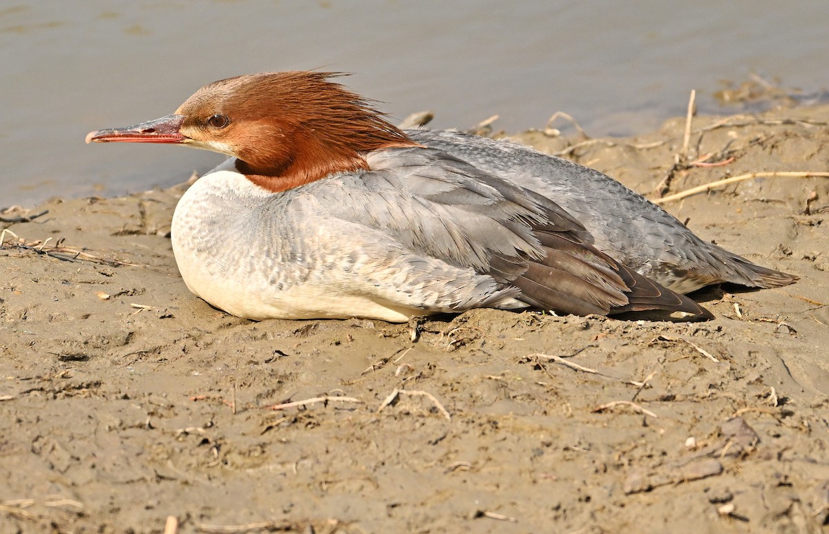 Common Merganser - Wayne Oakes