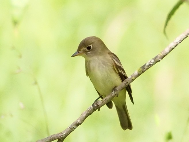 Least Flycatcher - Martin Byhower