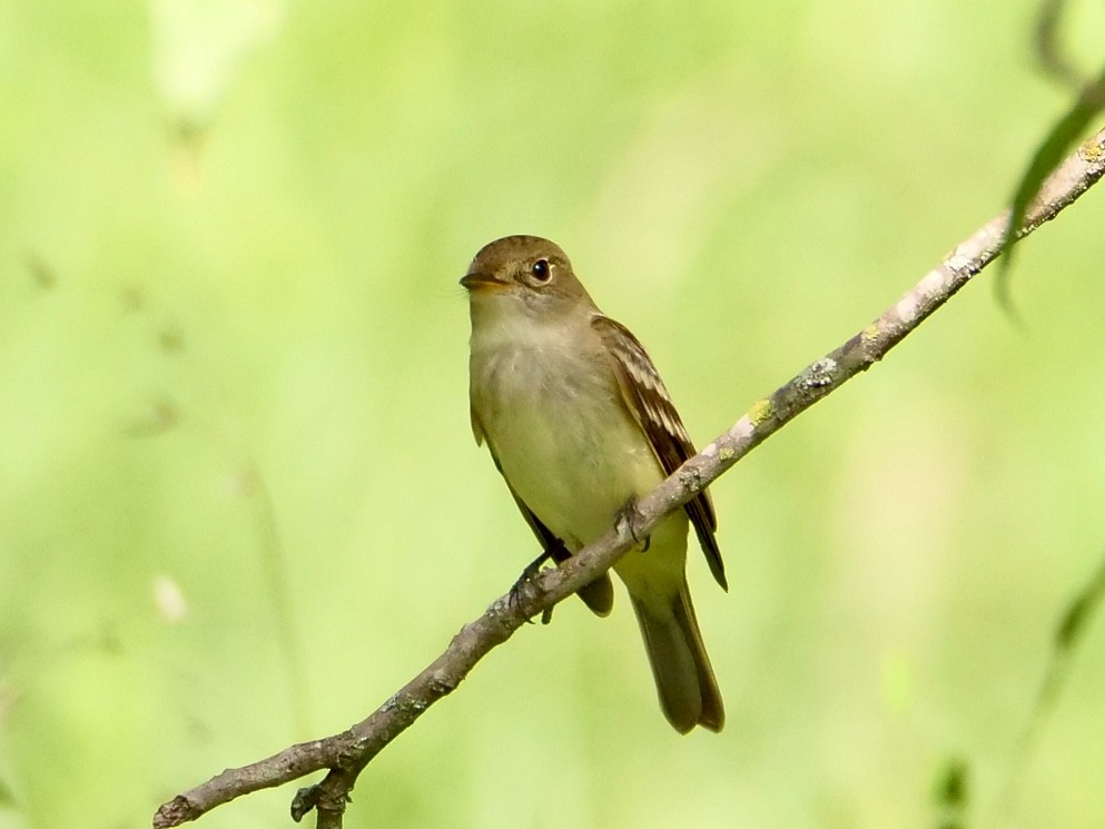 Least Flycatcher - Martin Byhower