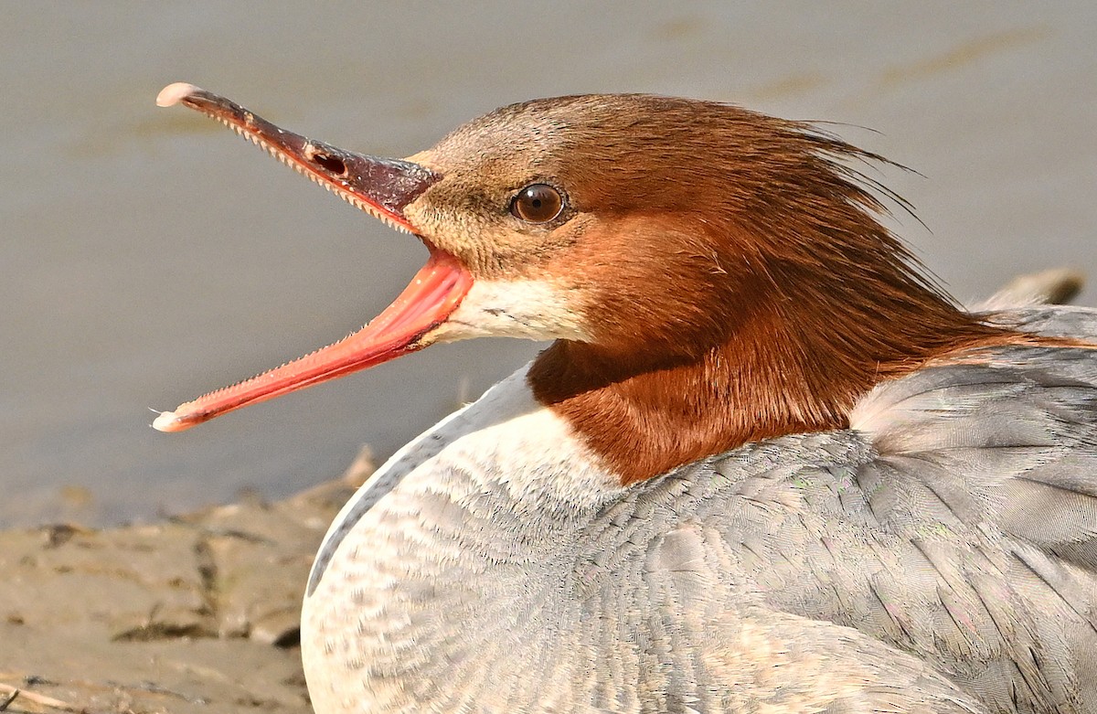 Common Merganser - Wayne Oakes