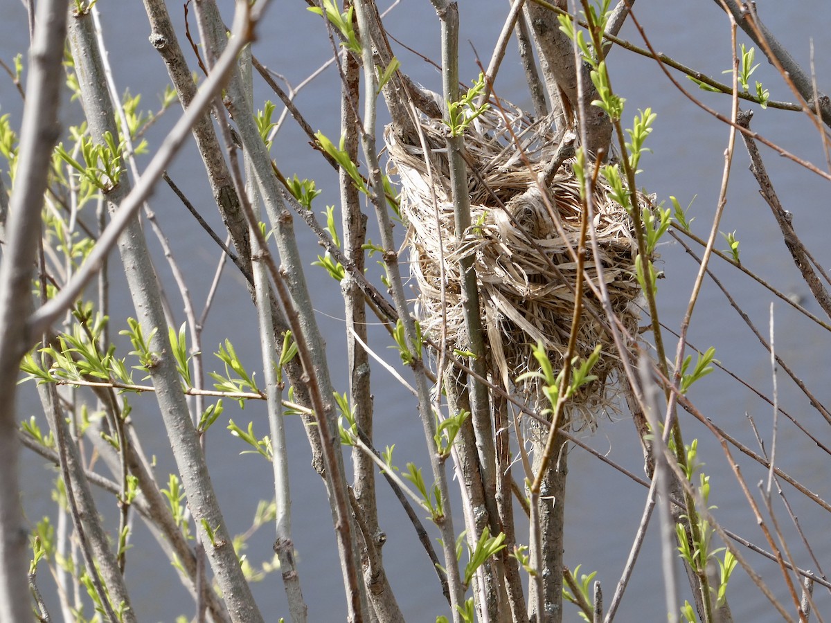 Red-winged Blackbird - Jean Roberge