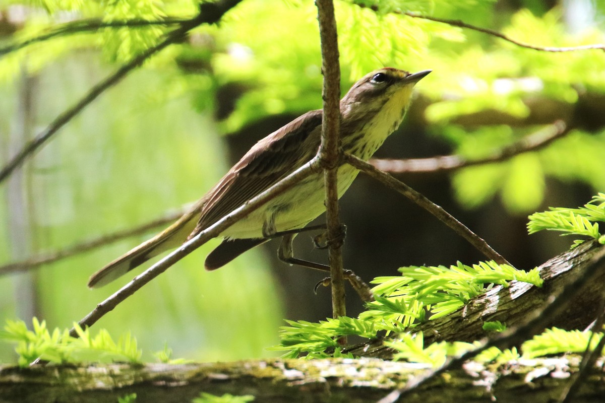 Palm Warbler - Joli Reising