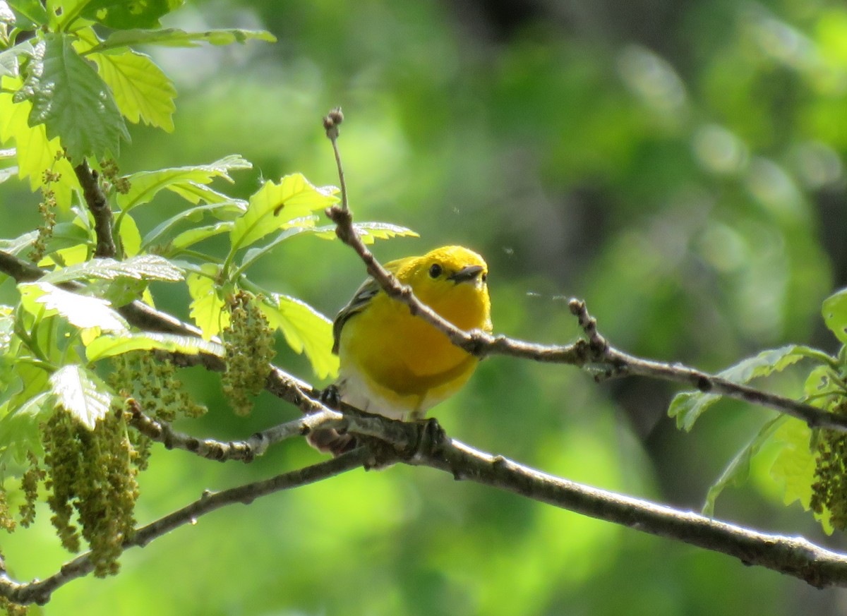 Prothonotary Warbler - ML618856800