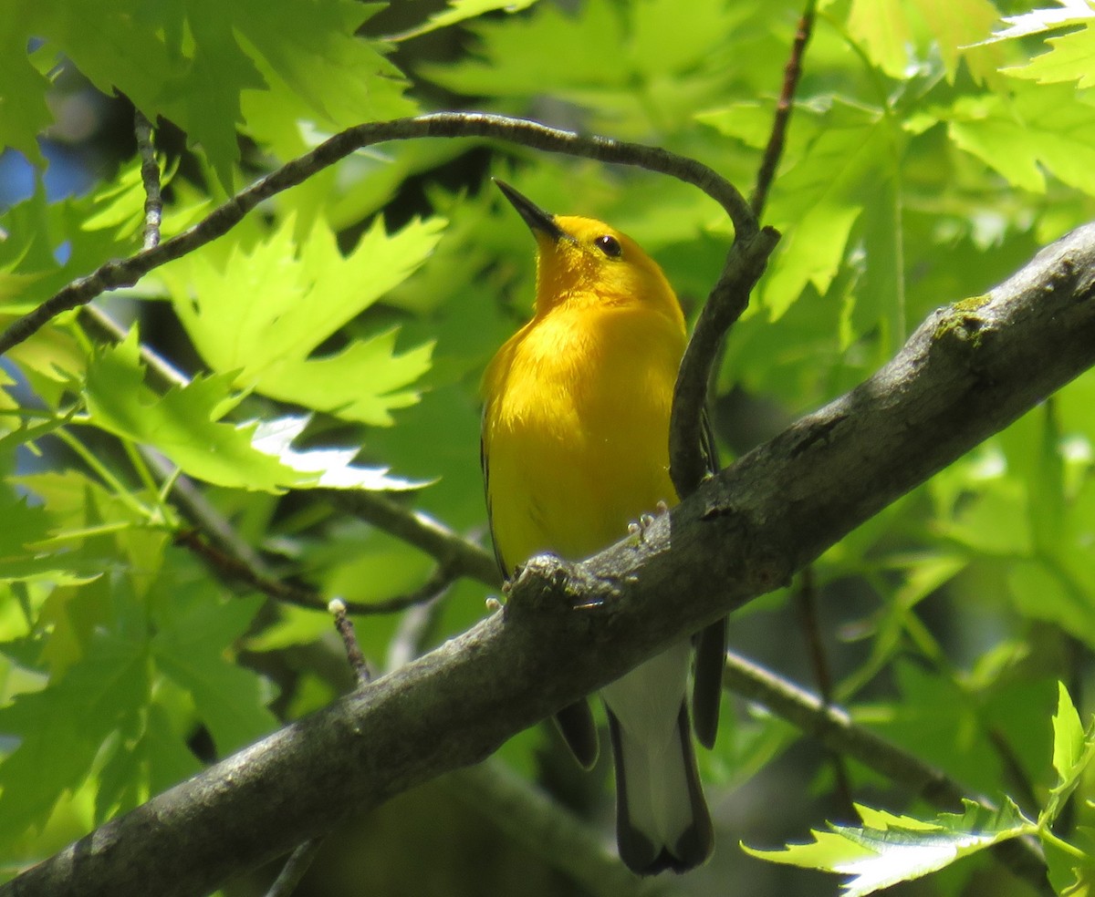 Prothonotary Warbler - ML618856801