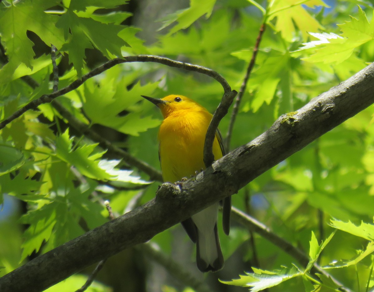 Prothonotary Warbler - ML618856802