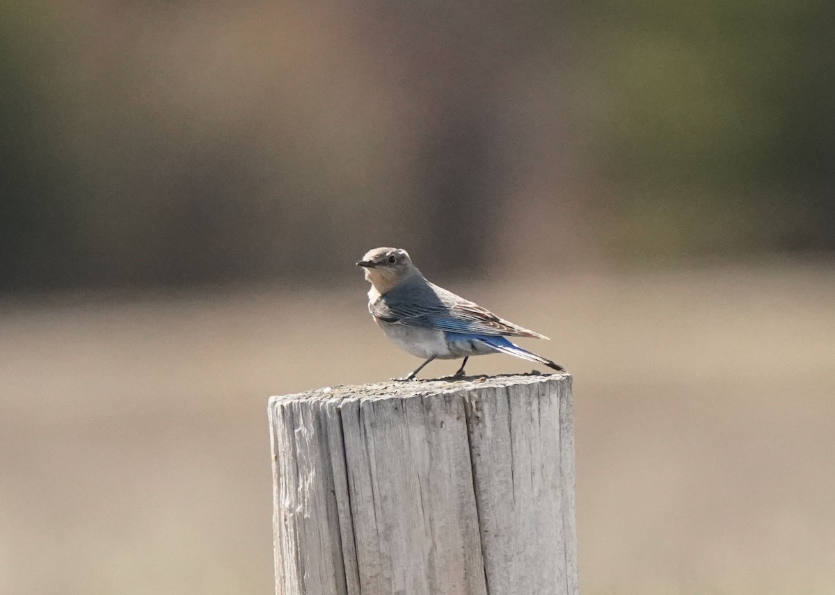 Mountain Bluebird - Pam Hardy