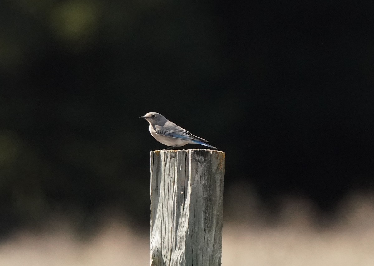 Mountain Bluebird - Pam Hardy