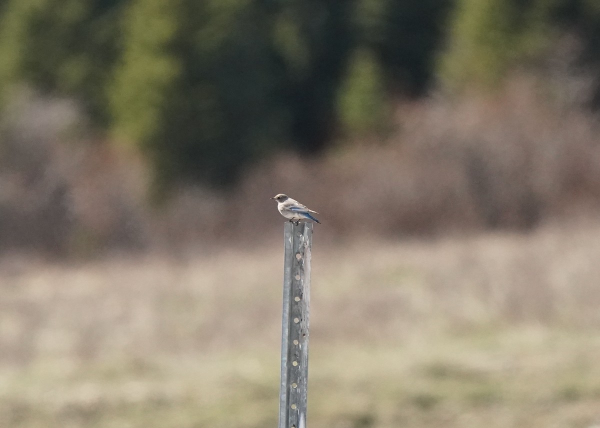 Mountain Bluebird - ML618856811