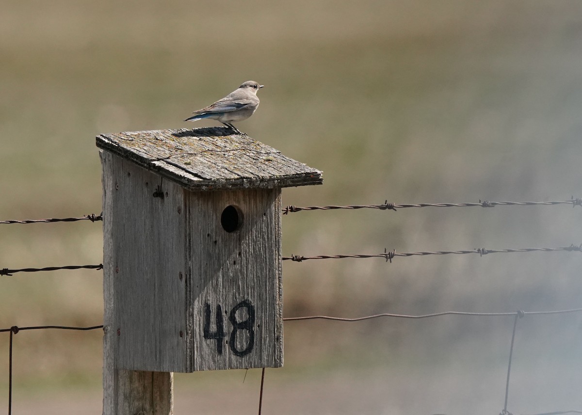 Mountain Bluebird - ML618856812