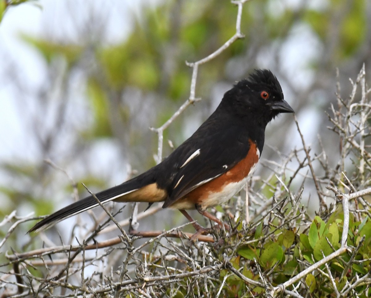 Eastern Towhee - ML618856818