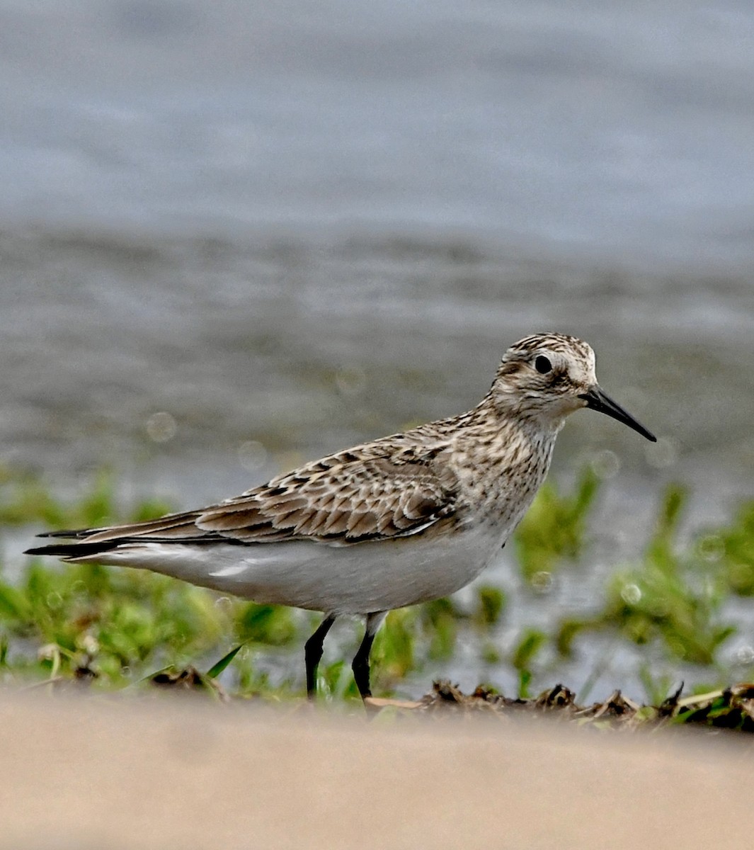 Baird's Sandpiper - Ryan Matthews