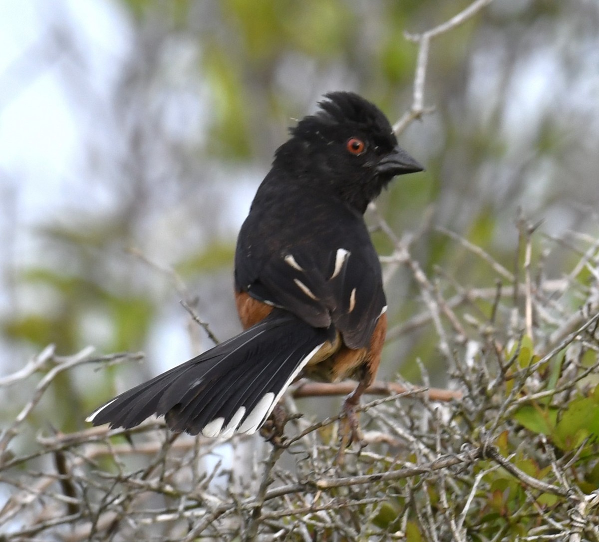 Eastern Towhee - ML618856841