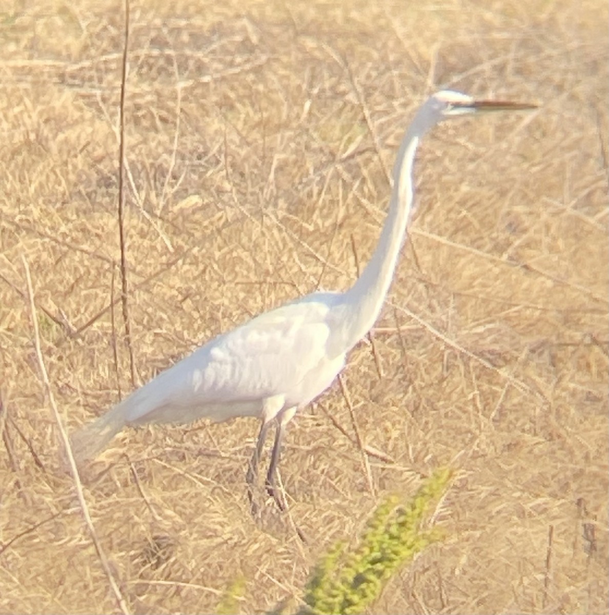 Great Egret - Rafael Guzman