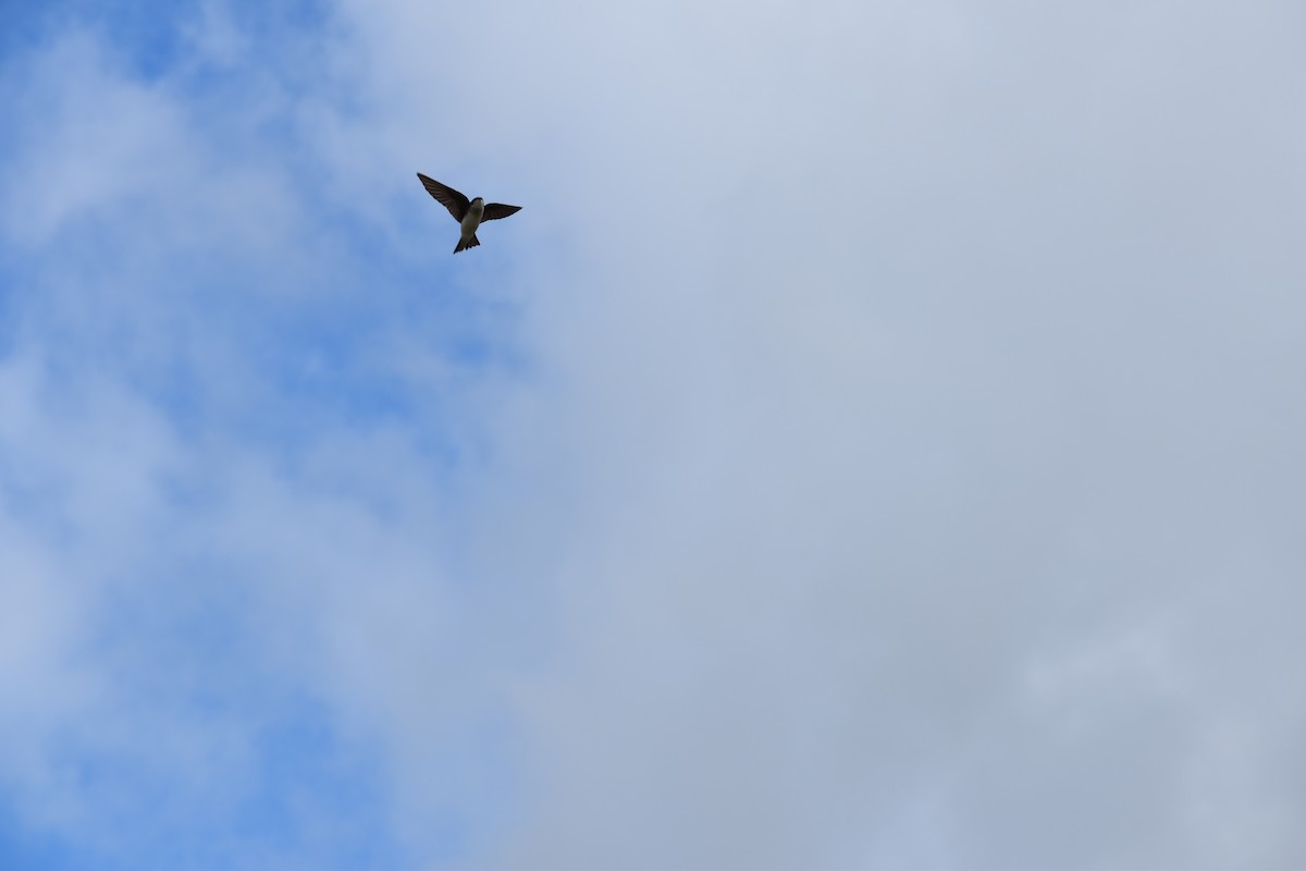 Golondrina Bicolor - ML618856845