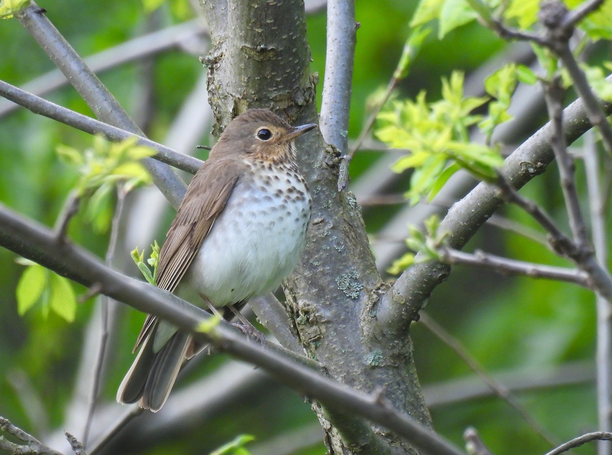 Swainson's Thrush - Corvus 𓄿