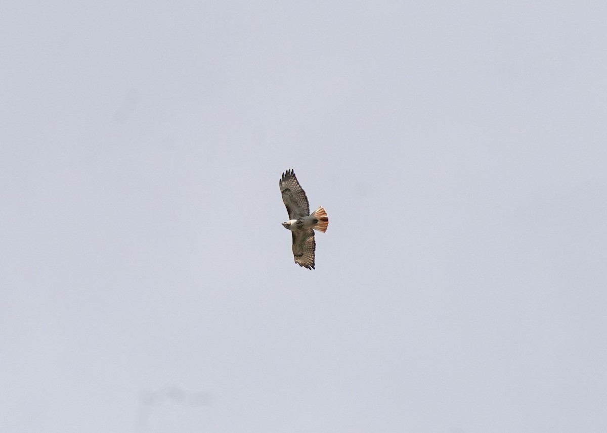 Red-tailed Hawk - Pam Hardy