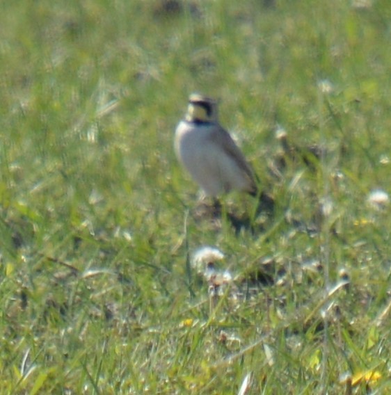 Horned Lark - Liz Almlie