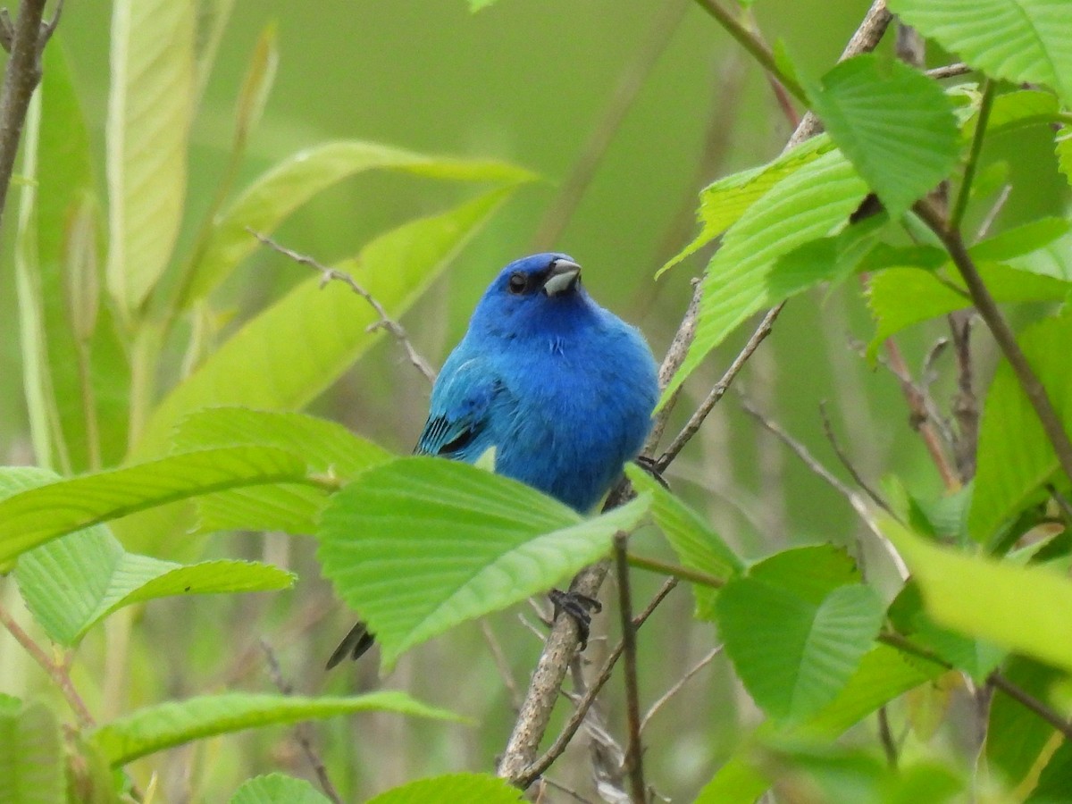 Indigo Bunting - Corvus 𓄿