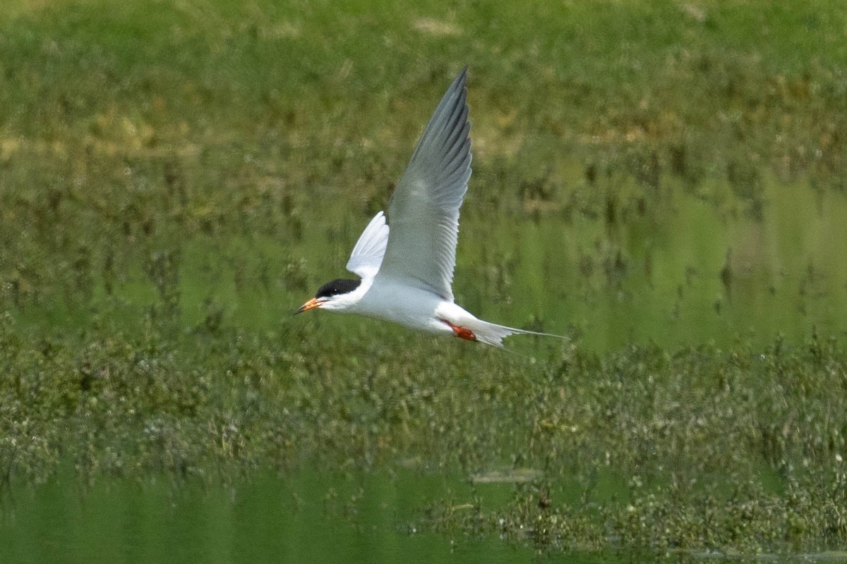 Forster's Tern - Thomas Van Huss