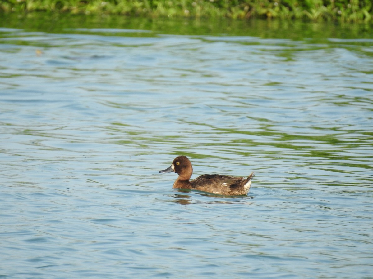 Lesser Scaup - Nicolás Díaz Pérez