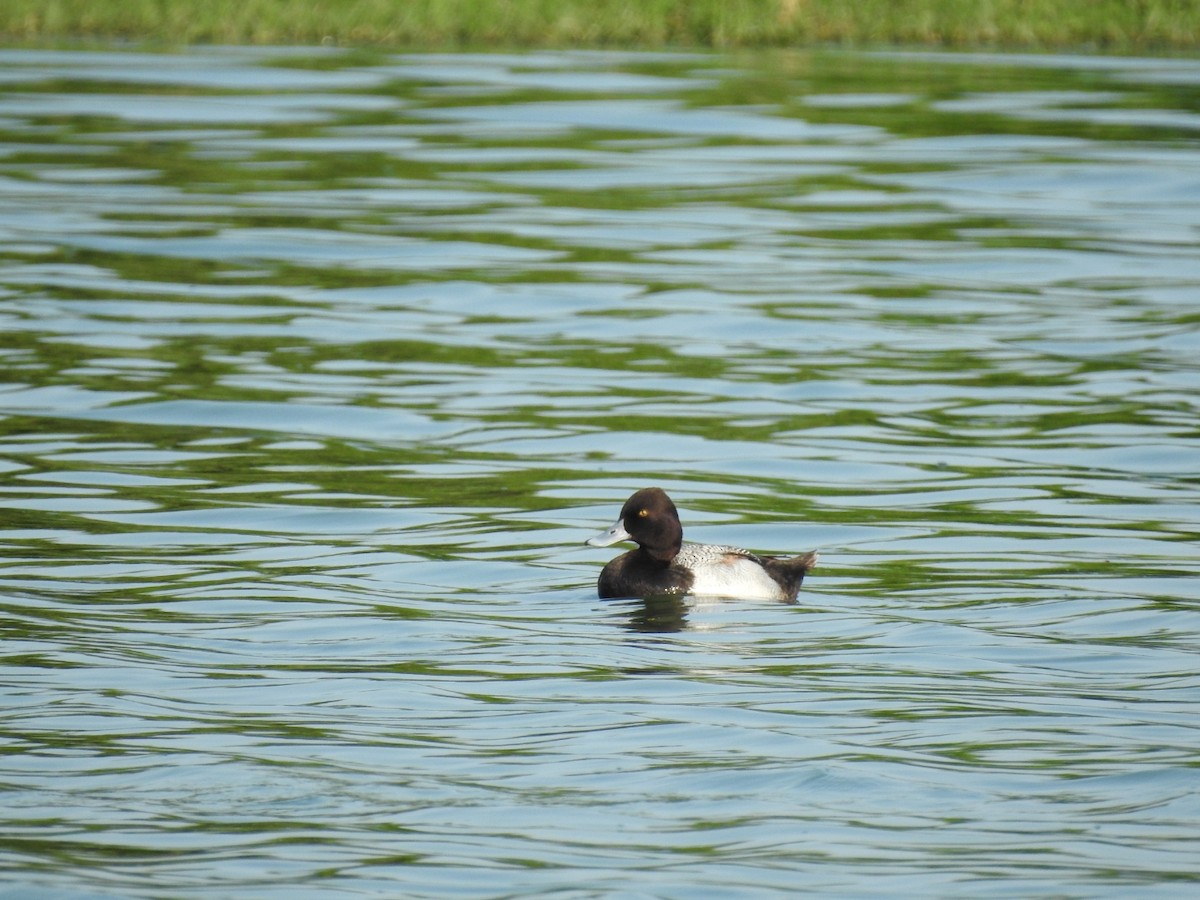 Lesser Scaup - Nicolás Díaz Pérez