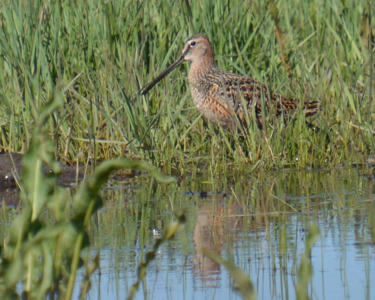 Long-billed Dowitcher - ML618856915