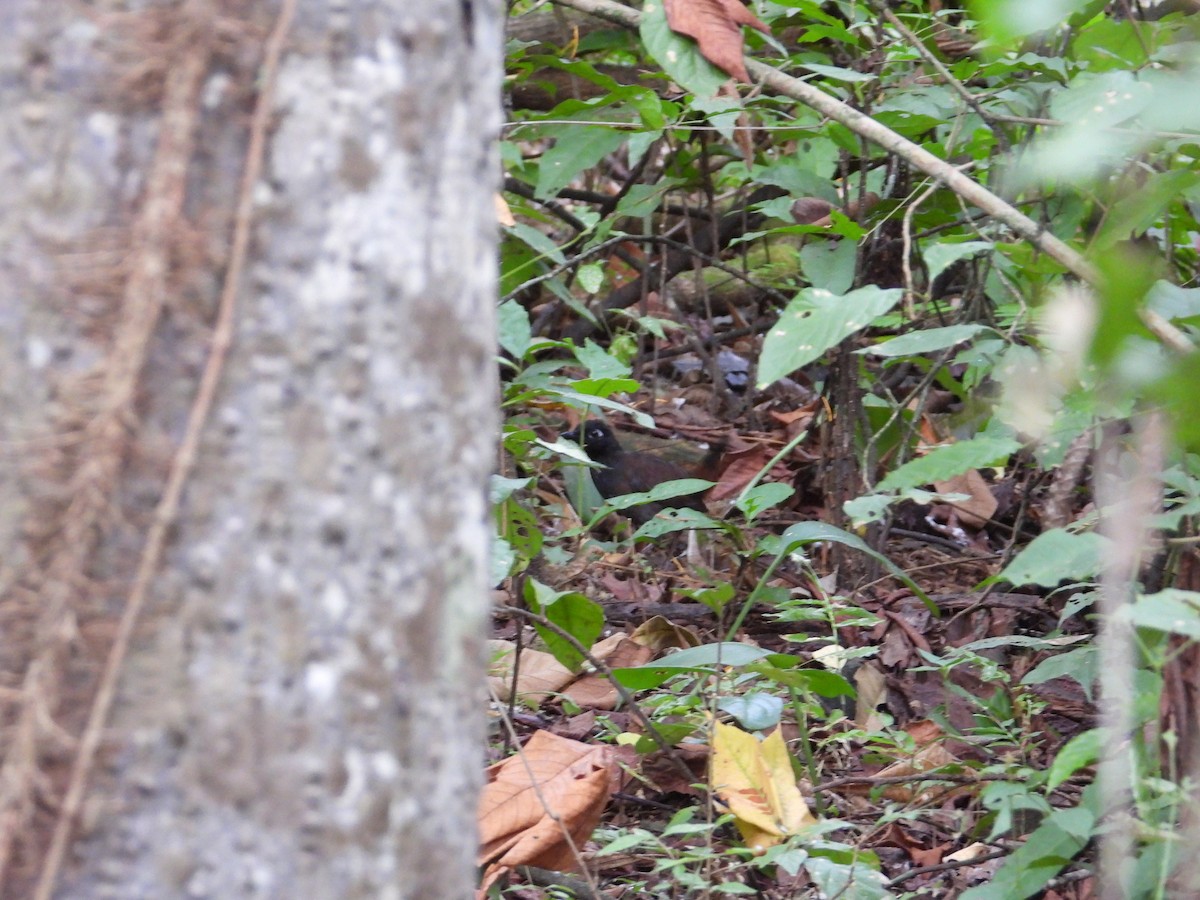 Black-headed Antthrush - Francisco Sornoza