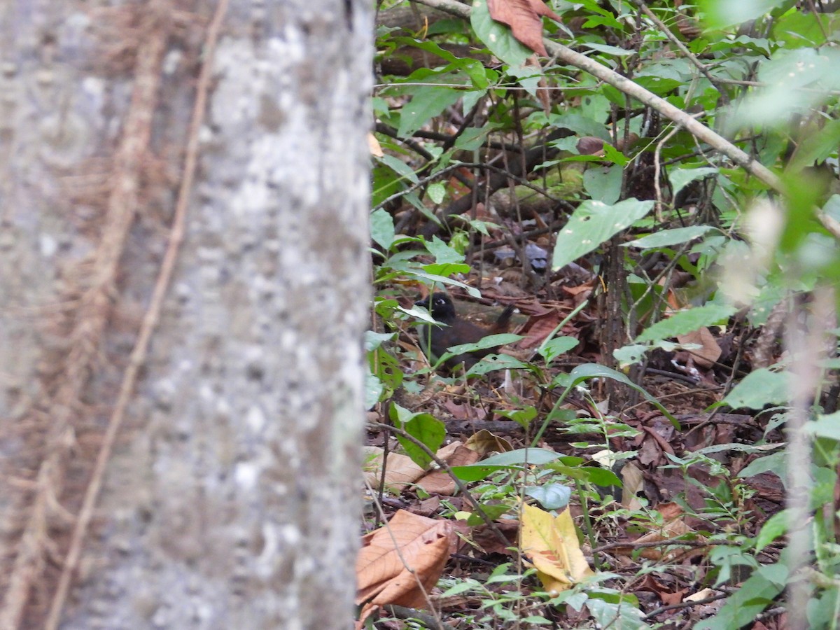 Black-headed Antthrush - Francisco Sornoza