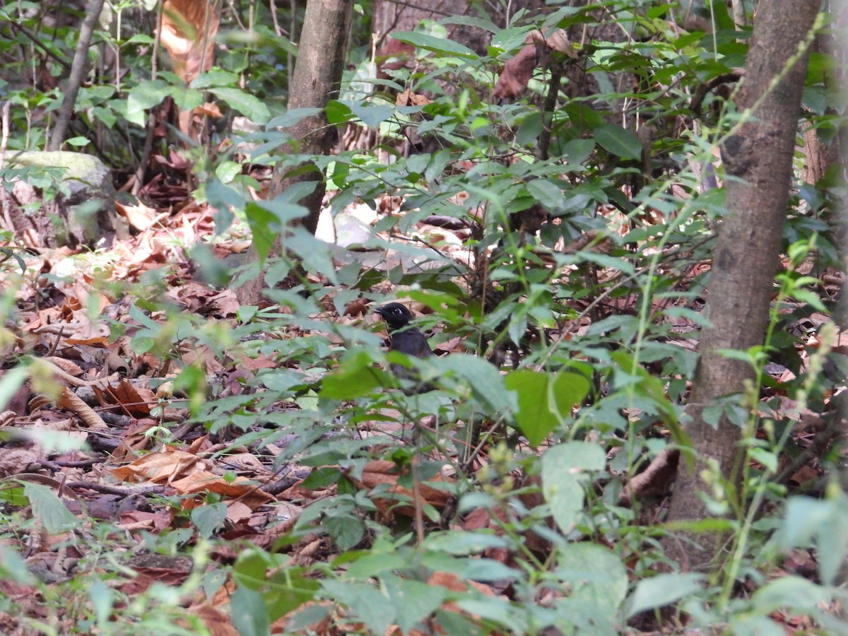 Black-headed Antthrush - Francisco Sornoza