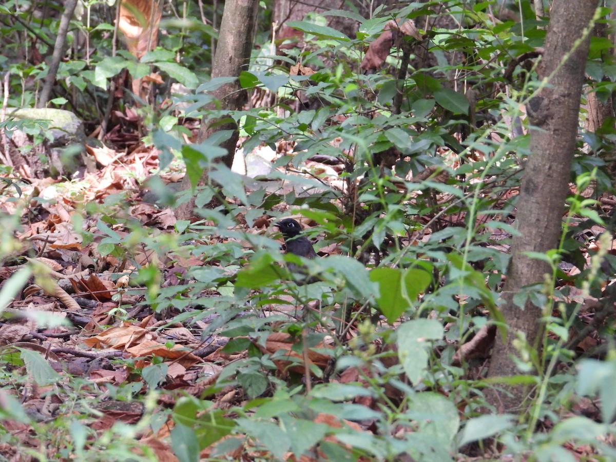 Black-headed Antthrush - Francisco Sornoza