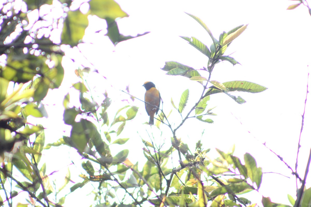 Orange-crowned Euphonia - Luis Quisobony Rengifo