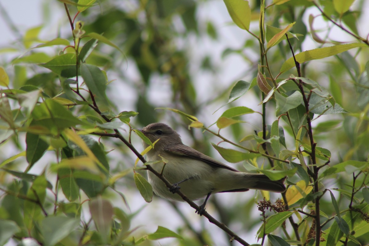 Warbling Vireo - Wendy Smith