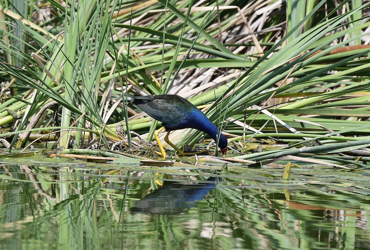 Purple Gallinule - JoAnna Clayton