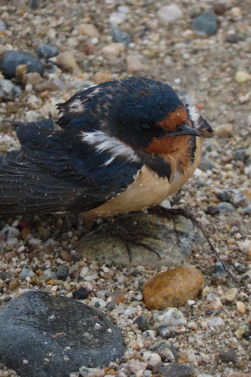 Barn Swallow - David Orth-Moore