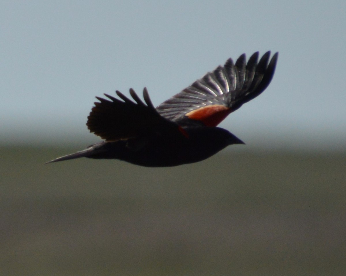 Red-winged Blackbird - Liz Almlie