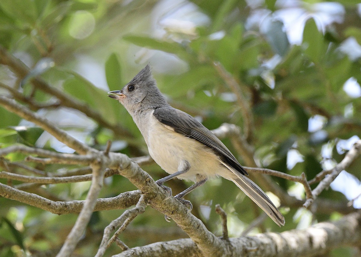 Tufted Titmouse - JoAnna Clayton