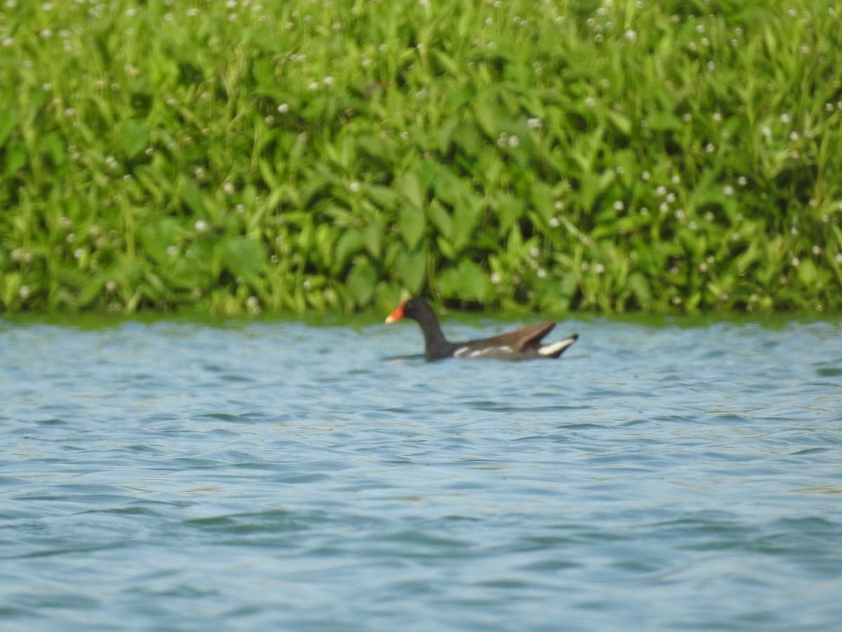 Common Gallinule - Nicolás Díaz Pérez