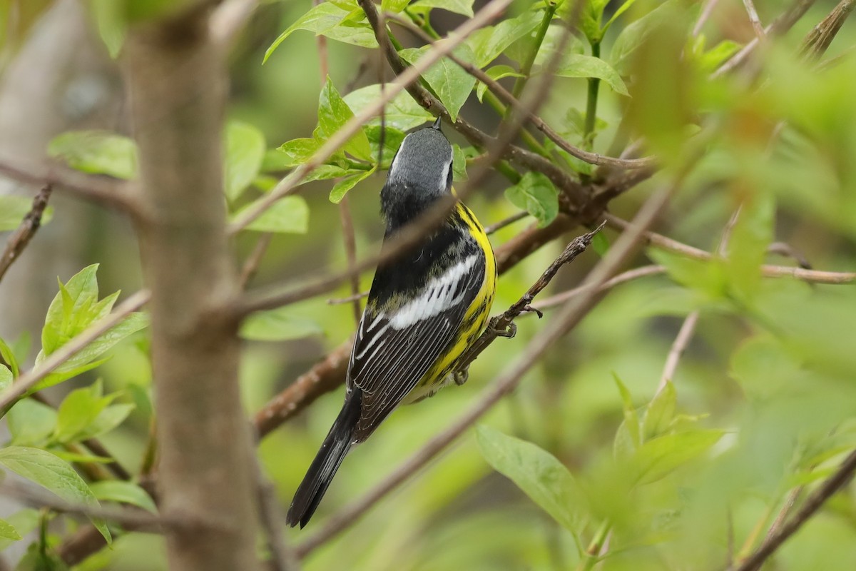 Magnolia Warbler - Joshua Gant