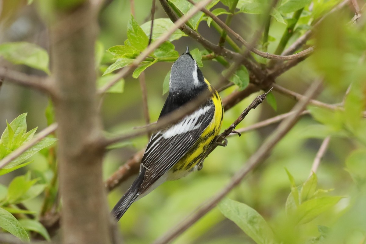 Magnolia Warbler - Joshua Gant