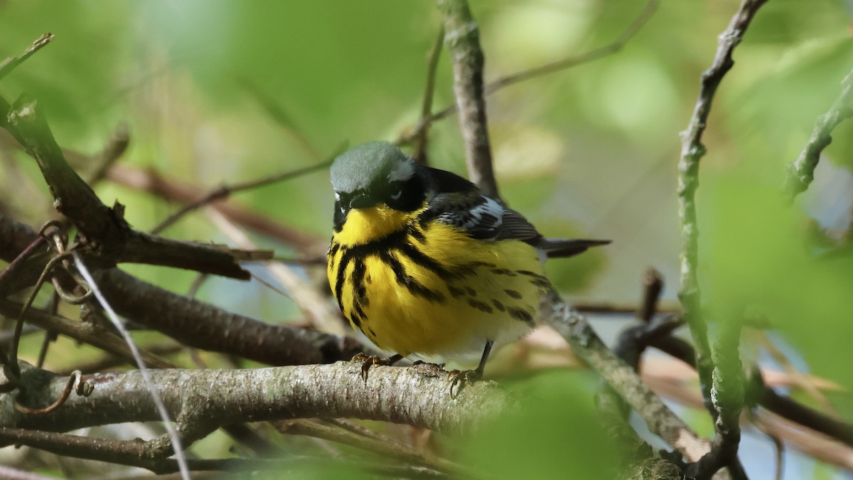 Magnolia Warbler - Jeffrey Thomas