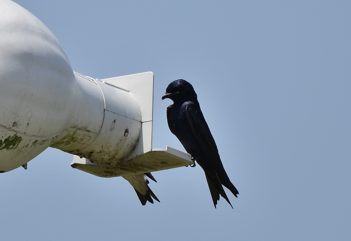 Purple Martin - JoAnna Clayton