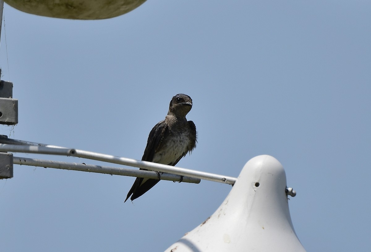 Purple Martin - JoAnna Clayton