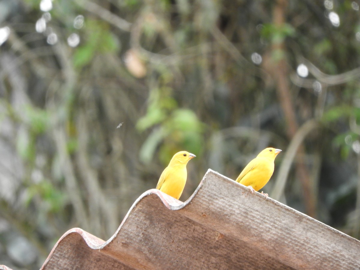 Saffron Finch - ubaque club