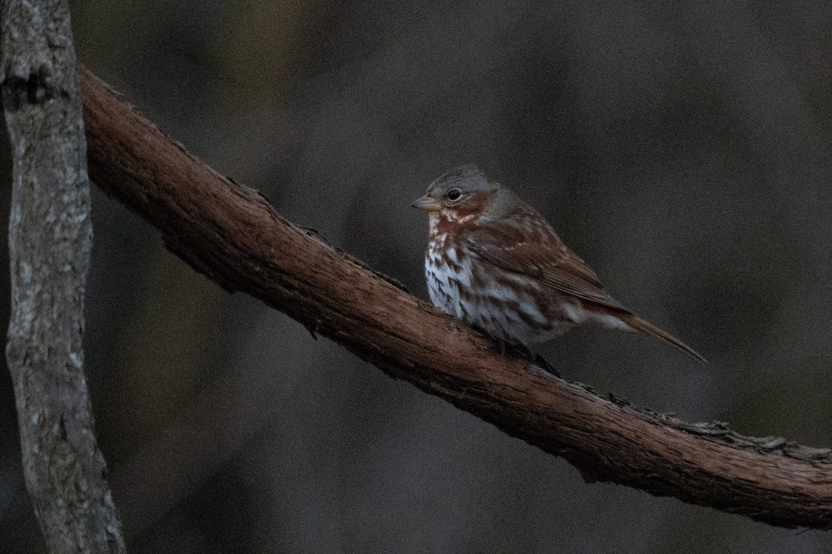 Fox Sparrow - Craig VanOverberghe