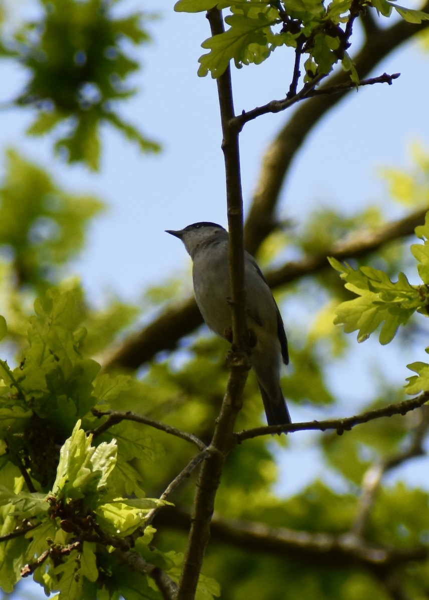 Eurasian Blackcap - Gaspar Horvath