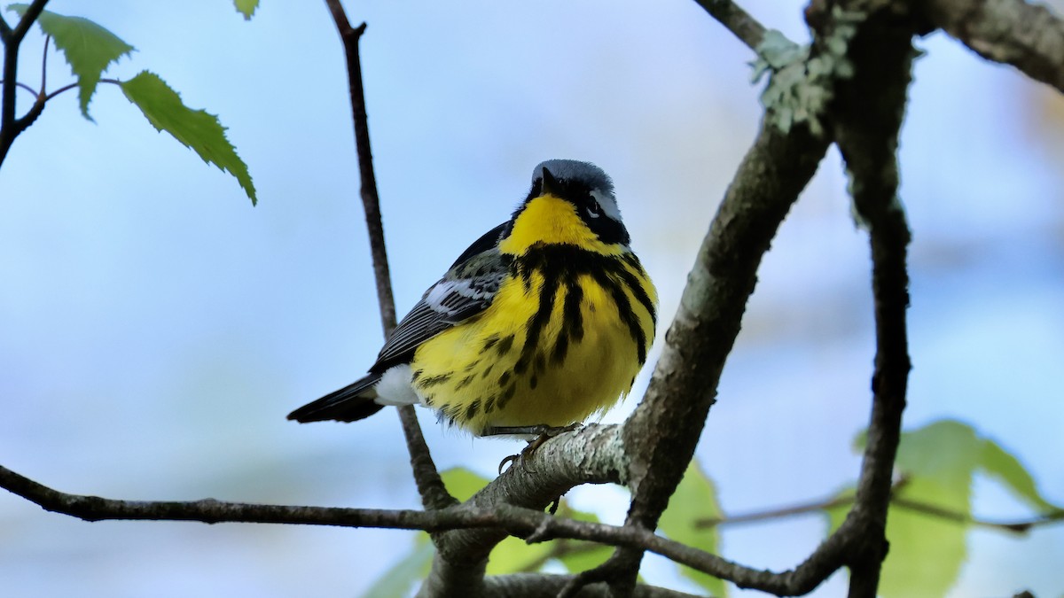 Magnolia Warbler - Jeffrey Thomas