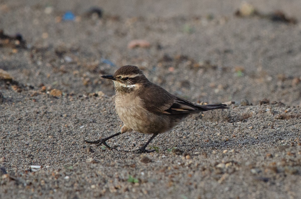 Buff-winged Cinclodes - Manuel Pinochet Rojas